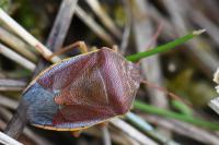 Piezodorus lituratus