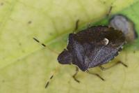Peribalus strictus