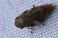 Aphrophora alni