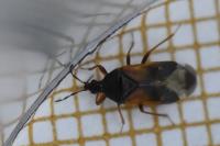 Anthocoris