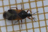 Anthocoris