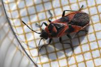 Arocatus roeselii