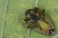 Elasmucha grisea