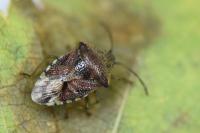 Elasmucha grisea