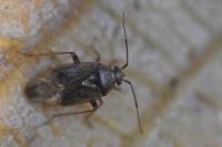 Lygus rugulipennis