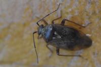 Lygus rugulipennis