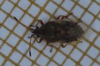 Kleidocerys resedae