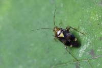 Liocoris tripustulatus