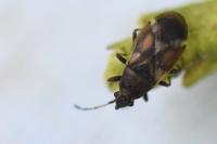 Oxycarenus modestus