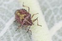Dolycoris baccarum