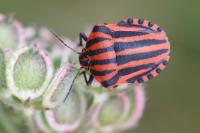 Graphosoma italicum