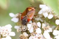 Deraeocoris ruber