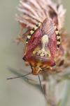 Carpocoris purpureipennis