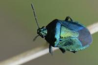 Zicrona caerulea