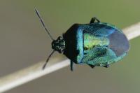 Zicrona caerulea