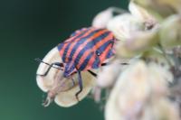 Graphosoma italicum