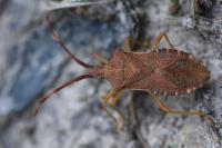 Gonocerus acuteangulatus