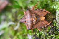 Carpocoris purpureipennis