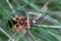 Corizus hyoscyami