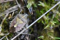 Dolycoris baccarum