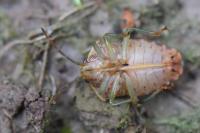 Elasmucha grisea