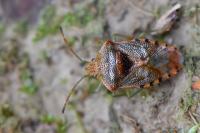 Elasmucha grisea