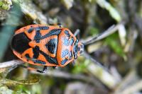 Eurydema ornata
