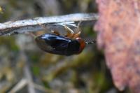 Geocoris erythrocephalus