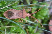 Gonocerus acuteangulatus
