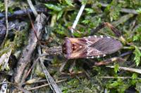 Leptoglossus occidentalis
