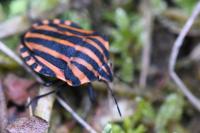 Graphosoma italicum