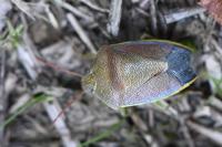 Piezodorus lituratus