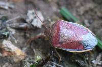 Piezodorus lituratus