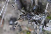 Stictopleurus punctatonervosus