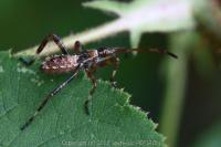 Leptoglossus occidentalis