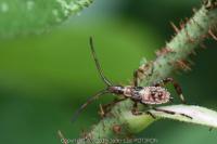 Leptoglossus occidentalis