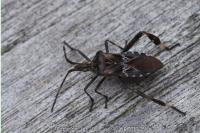 Leptoglossus occidentalis