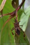 Leptoglossus occidentalis
