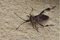 Leptoglossus occidentalis