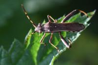Camptopus lateralis