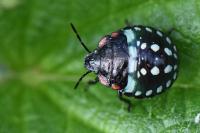 Nezara viridula
