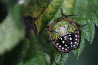 Nezara viridula