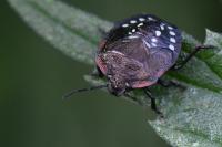 Nezara viridula