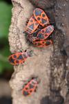 Pyrrhocoris apterus