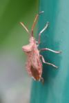 Coreus marginatus