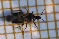Anthocoris nemoralis