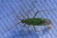 Blepharidopterus angulatus
