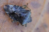Elasmucha grisea