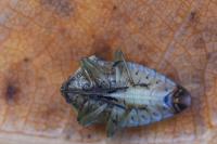 Elasmucha grisea