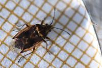 Kleidocerys resedae